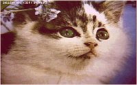 KITTY03.BMP