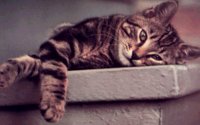 KITTY.BMP