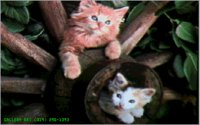 KITTENS2.BMP