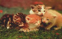 KITTENS.BMP