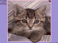 KITTEN1.BMP