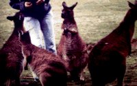 KANGAROO.BMP