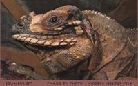 IGUANA3.BMP
