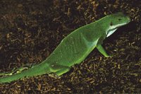 IGUANA2.BMP