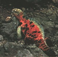 IGUANA1.BMP
