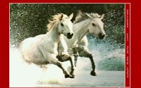 HORSES09.BMP