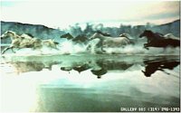 HORSES08.BMP