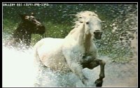 HORSES07.BMP