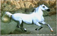 HORSE04.BMP