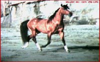 HORSE02.BMP