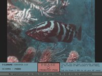 GROUPER.BMP