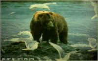 GRIZZLY.BMP