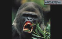 GORILLA1.BMP