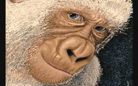 GORILLA.BMP