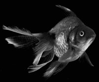 GOLDFISH.BMP
