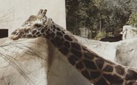 GIRAFFE.BMP