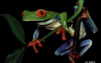 FROGGY.BMP