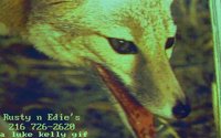 FOXY.BMP