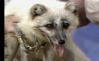 FOXART.BMP