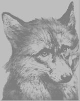 FOX1.BMP
