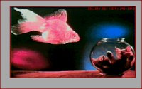FISH_CAT.BMP