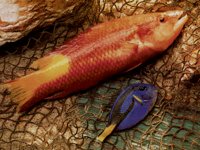 FISHY2.BMP