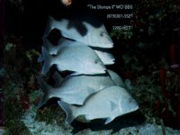 FISH4.BMP