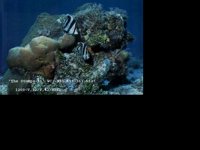FISH1.BMP