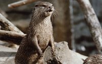 FERRET.BMP