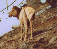 ELK.BMP