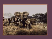 ELEPHNTS.BMP