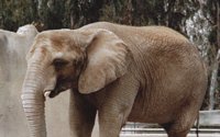 ELEPHANT.BMP