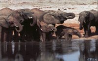 ELEPHANS.BMP