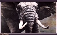 ELEPHAN3.BMP