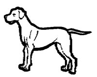 DOG___1M.BMP