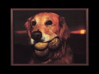 DOG_BALL.BMP