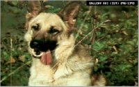 DOGS9.BMP