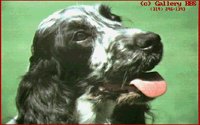 DOGS8.BMP