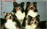 DOGS7.BMP