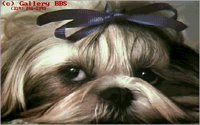 DOGS6.BMP