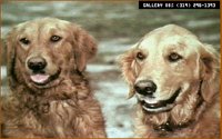 DOGS5.BMP