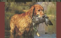 DOGS3.BMP