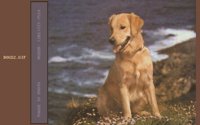 DOGS21.BMP