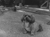 DOGS2.BMP