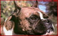 DOGS16.BMP