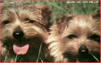 DOGS15.BMP