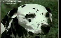DOGS14.BMP