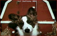 DOGS13.BMP