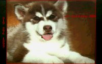 DOGS12.BMP