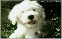 DOGS11.BMP
